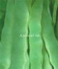 供应金星绿丰王—菜豆种子