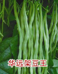 供应华远架豆王-豇豆种子