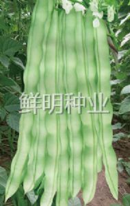 供应鲜明长龙架豆三号-菜豆种子