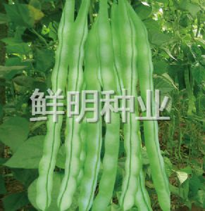 供应鲜明长龙架豆二号-菜豆种子